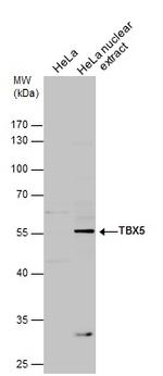 TBX5 Antibody in Western Blot (WB)