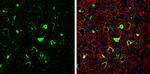 ARC Antibody in Immunohistochemistry (Frozen) (IHC (F))