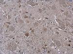 ARC Antibody in Immunohistochemistry (Paraffin) (IHC (P))