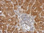 Calpain 10 Antibody in Immunohistochemistry (Paraffin) (IHC (P))