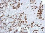 PABP Antibody in Immunohistochemistry (Paraffin) (IHC (P))