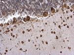 PABP Antibody in Immunohistochemistry (Paraffin) (IHC (P))