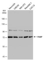 PABP Antibody in Western Blot (WB)