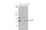 PABP Antibody in Western Blot (WB)