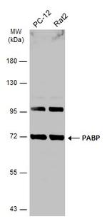 PABP Antibody in Western Blot (WB)