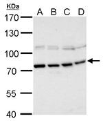 PABP Antibody in Western Blot (WB)