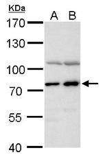 PABP Antibody in Western Blot (WB)