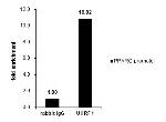 UHRF1 Antibody in ChIP Assay (ChIP)