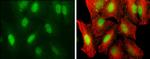 UHRF1 Antibody in Immunocytochemistry (ICC/IF)