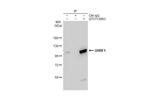 UHRF1 Antibody in Immunoprecipitation (IP)