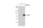 UHRF1 Antibody in Immunoprecipitation (IP)