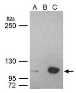 UHRF1 Antibody in Immunoprecipitation (IP)