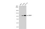 UHRF1 Antibody in Western Blot (WB)