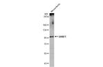 UHRF1 Antibody in Western Blot (WB)