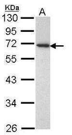 CD177 Antibody in Western Blot (WB)