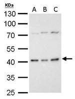 BMI-1 Antibody in Western Blot (WB)