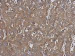 HARS Antibody in Immunohistochemistry (Paraffin) (IHC (P))