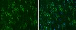 COMT Antibody in Immunohistochemistry (Paraffin) (IHC (P))