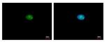 MCM5 Antibody in Immunocytochemistry (ICC/IF)