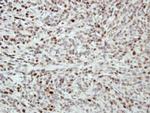 MCM5 Antibody in Immunohistochemistry (Paraffin) (IHC (P))