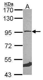 MCM5 Antibody in Western Blot (WB)