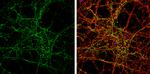 Synaptotagmin 1 Antibody in Immunocytochemistry (ICC/IF)