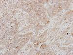 Prolactin Antibody in Immunohistochemistry (Paraffin) (IHC (P))