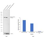 gamma Catenin Antibody in Western Blot (WB)