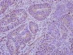 HDAC7 Antibody in Immunohistochemistry (Paraffin) (IHC (P))