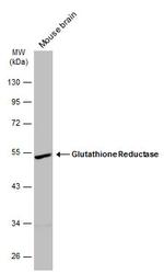 GSR Antibody in Western Blot (WB)