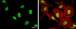 SFPQ Antibody in Immunocytochemistry (ICC/IF)