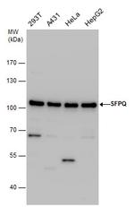 SFPQ Antibody in Western Blot (WB)