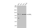 SFPQ Antibody in Western Blot (WB)