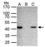 TDP-43 Antibody in Immunoprecipitation (IP)