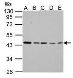 TDP-43 Antibody in Western Blot (WB)