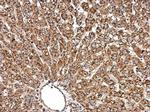 Radixin Antibody in Immunohistochemistry (Paraffin) (IHC (P))