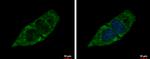 SBCAD Antibody in Immunocytochemistry (ICC/IF)