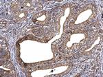 ATP Synthase gamma Antibody in Immunohistochemistry (Paraffin) (IHC (P))