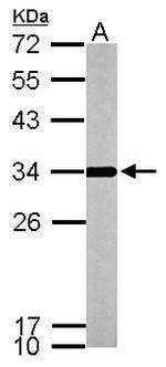 ATP Synthase gamma Antibody in Western Blot (WB)