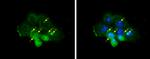 Centrin 1 Antibody in Immunocytochemistry (ICC/IF)