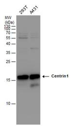 Centrin 1 Antibody in Western Blot (WB)