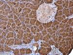 Carboxypeptidase B1 Antibody in Immunohistochemistry (Paraffin) (IHC (P))