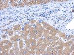 CYP4A11 Antibody in Immunohistochemistry (Paraffin) (IHC (P))