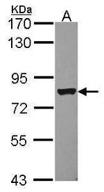 DRIL1 Antibody in Western Blot (WB)