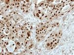 E2F6 Antibody in Immunohistochemistry (Paraffin) (IHC (P))