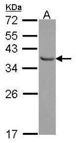 E2F6 Antibody in Western Blot (WB)