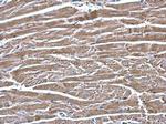 ECHS1 Antibody in Immunohistochemistry (Paraffin) (IHC (P))