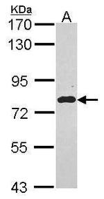 EML1 Antibody in Western Blot (WB)