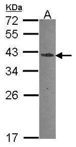 ENDOG Antibody in Western Blot (WB)