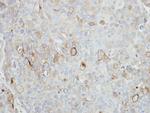 Stomatin Antibody in Immunohistochemistry (Paraffin) (IHC (P))